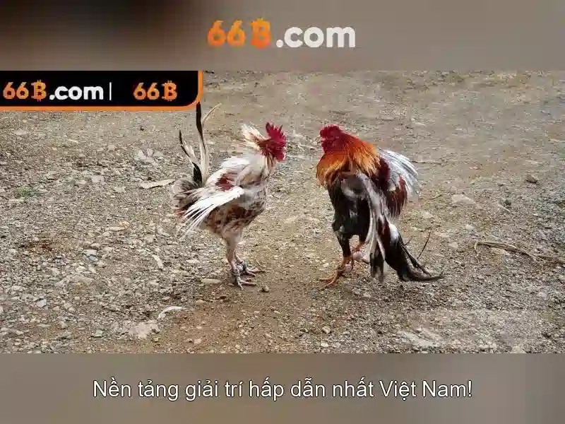 Xóc Đĩa 66B
